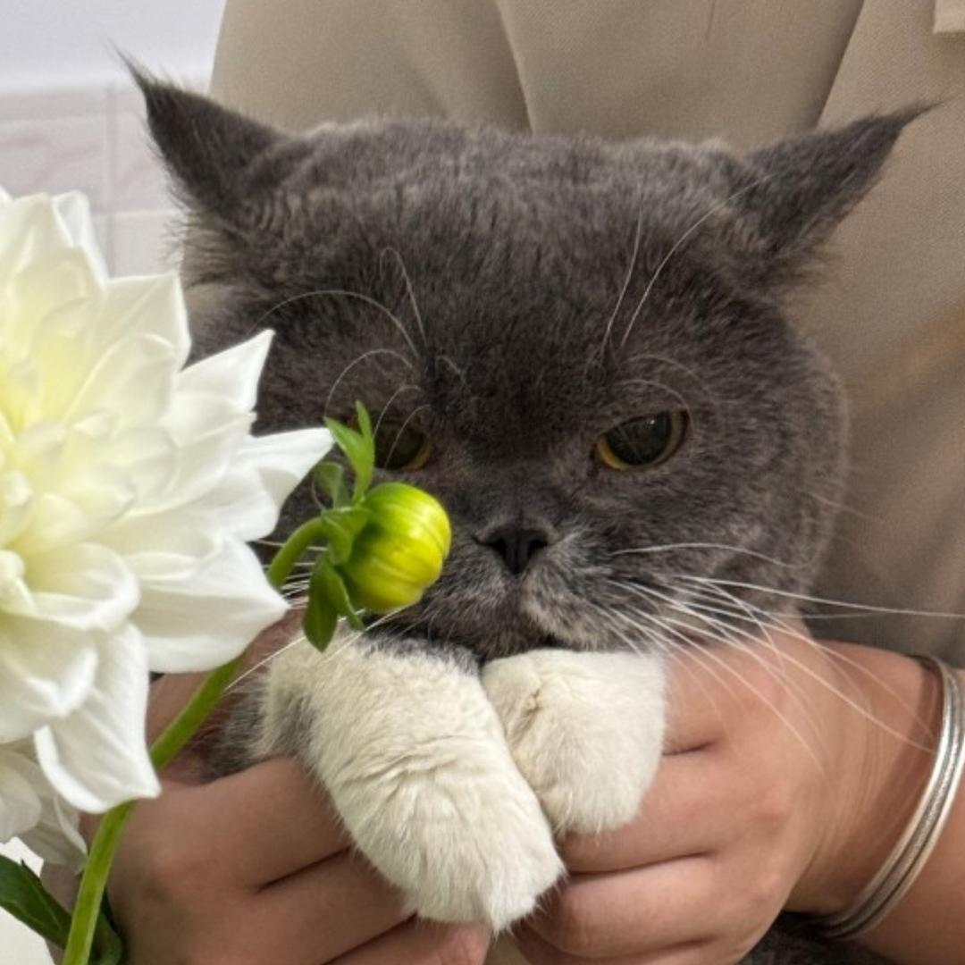 陈华木