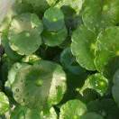 淘气的熊猫_3tu7