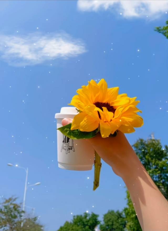 蔓菲923