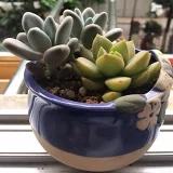 大海小鱼77