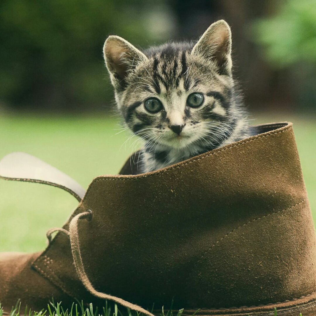 不抓猴子的喵