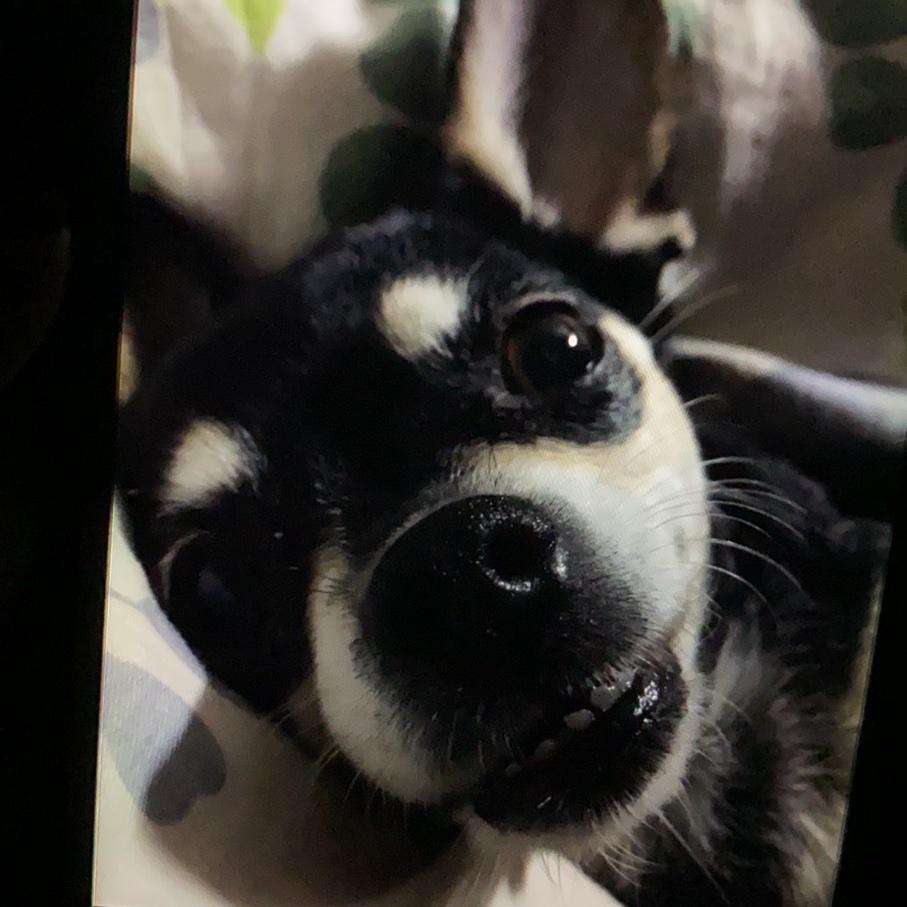是朱小兔啊