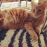 Catlover