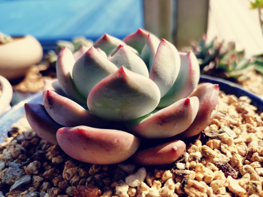 我的天使是小月亮