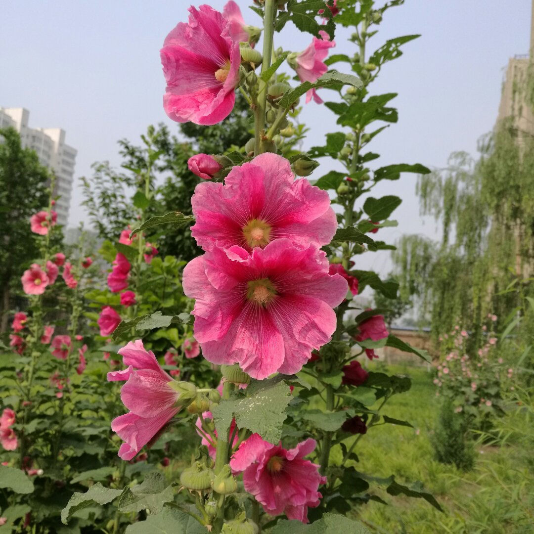 借我后天长成的先天