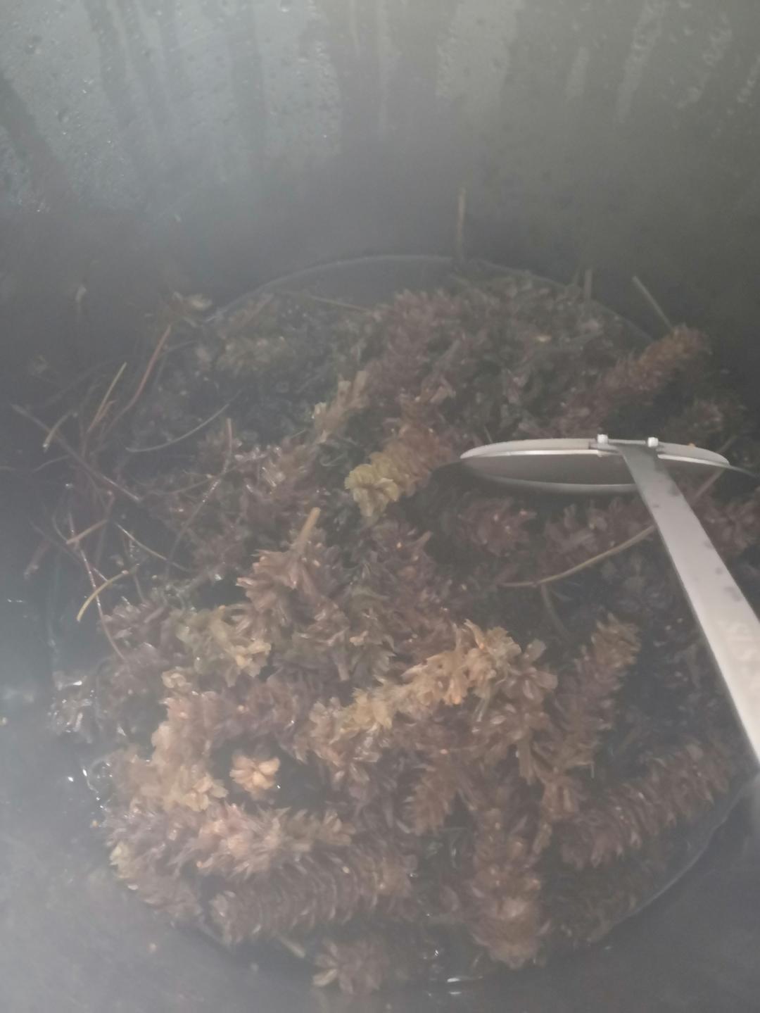 夏枯草凉茶