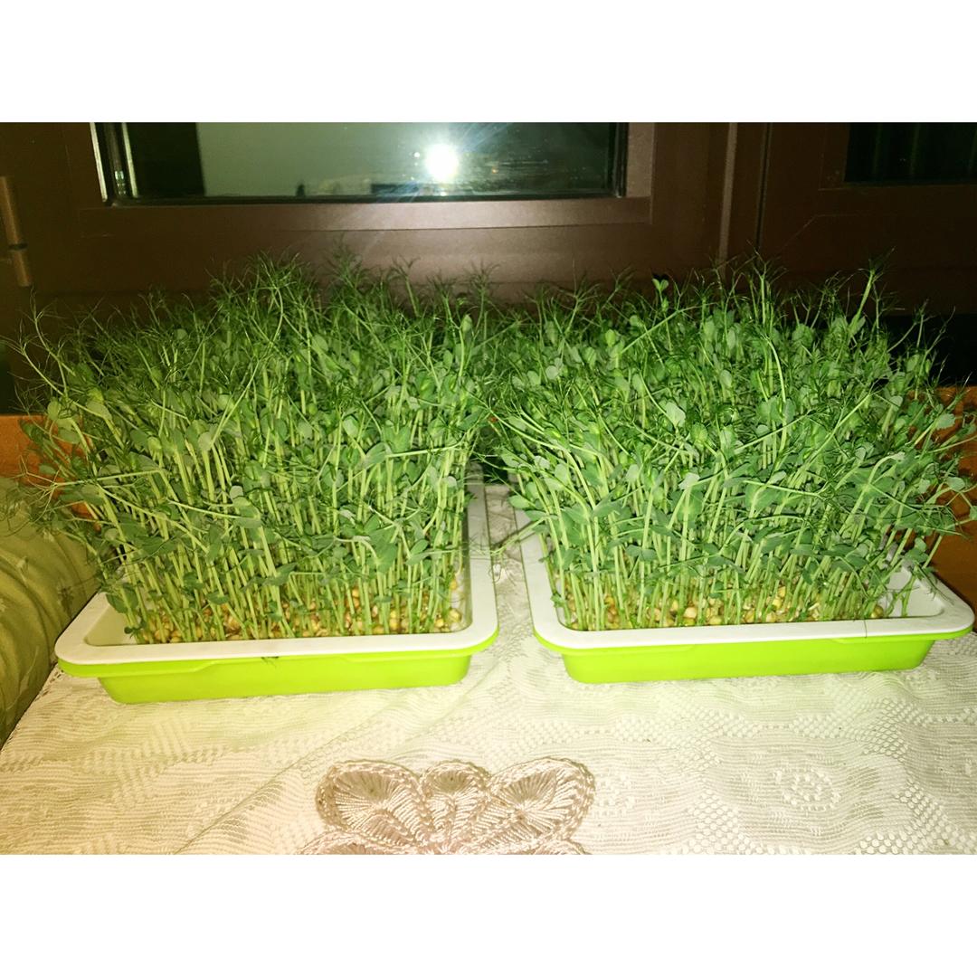 发豌豆苗