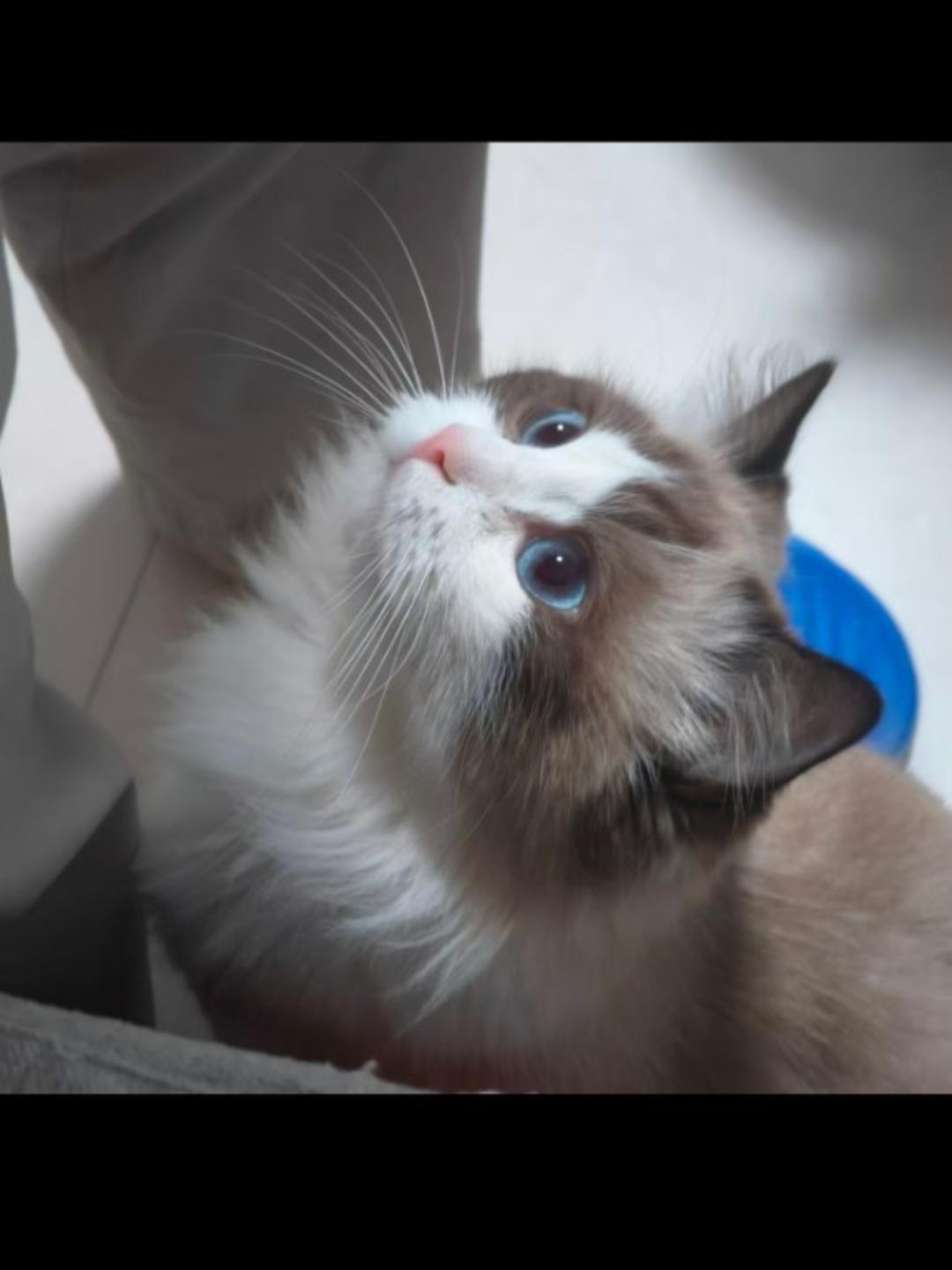 小猫也要下厨讨饭喵