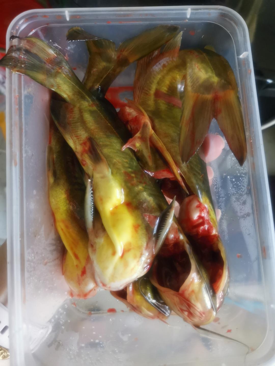 昂刺鱼豆腐汤（黄辣丁）