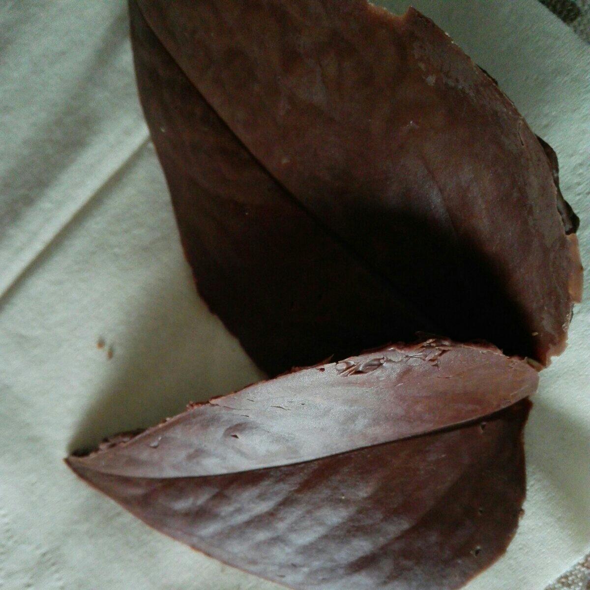 巧克力树叶