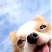 阿阿阿阿菜花嘿