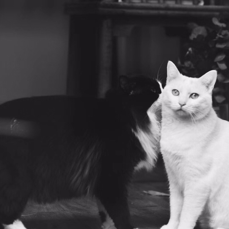 黑猫和白猫