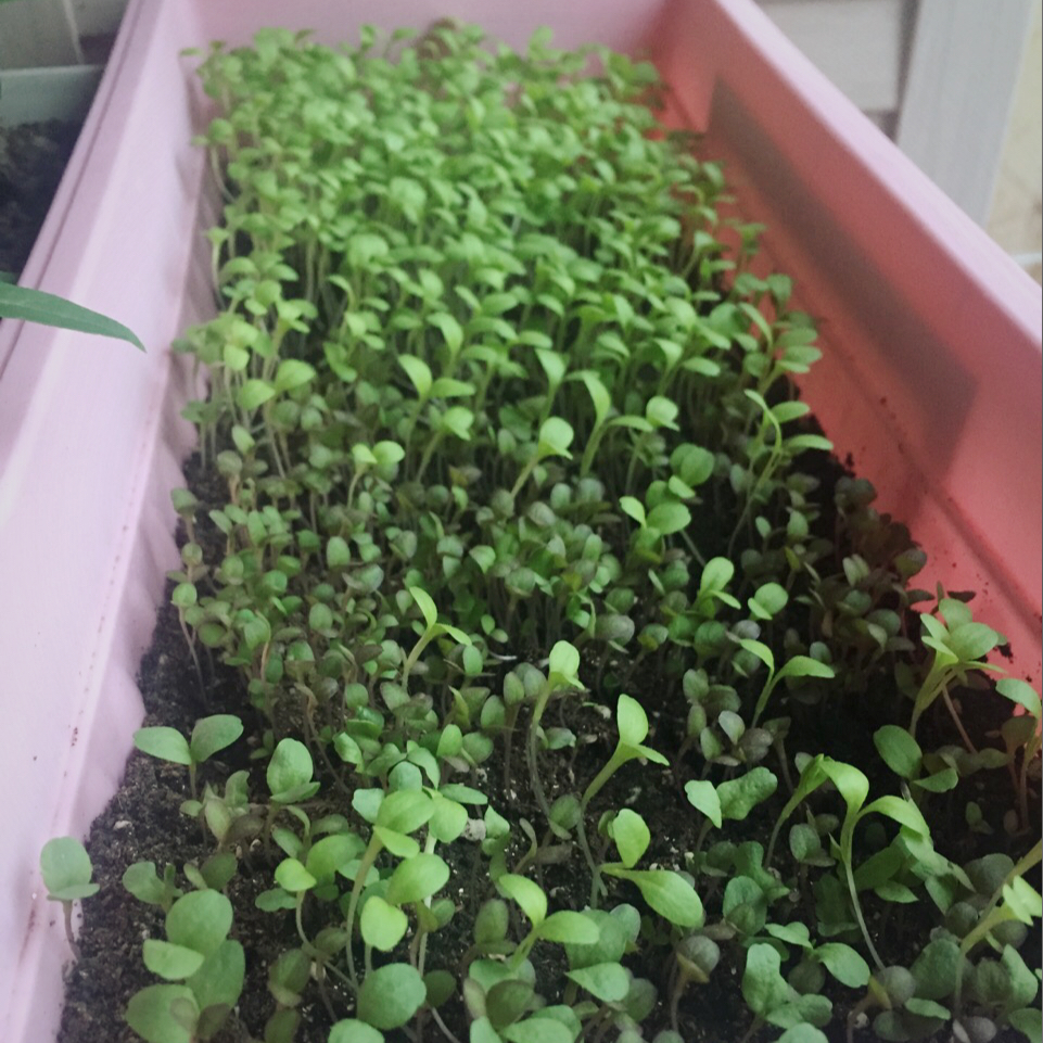 生菜（色拉用）生长记