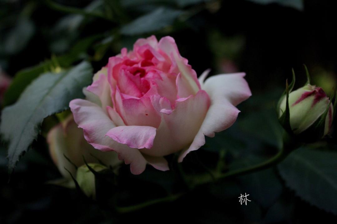 镜前集合的520班