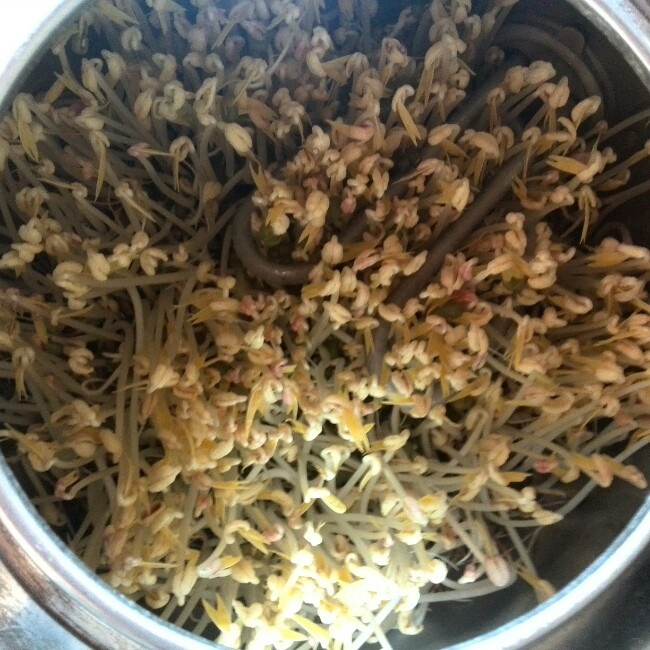 自制豆芽