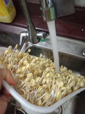 自发黄豆芽的做法 步骤5