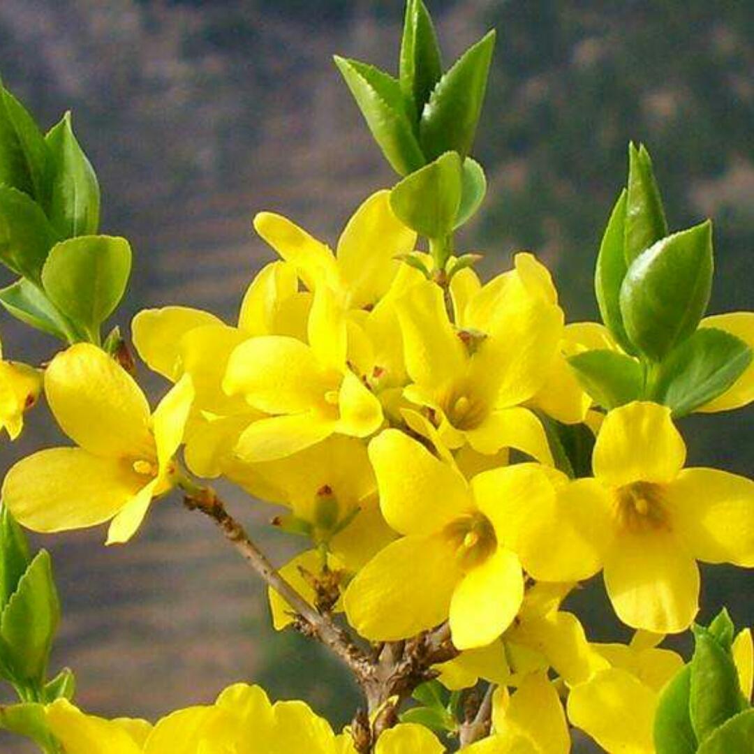 做饭美味生活更美味