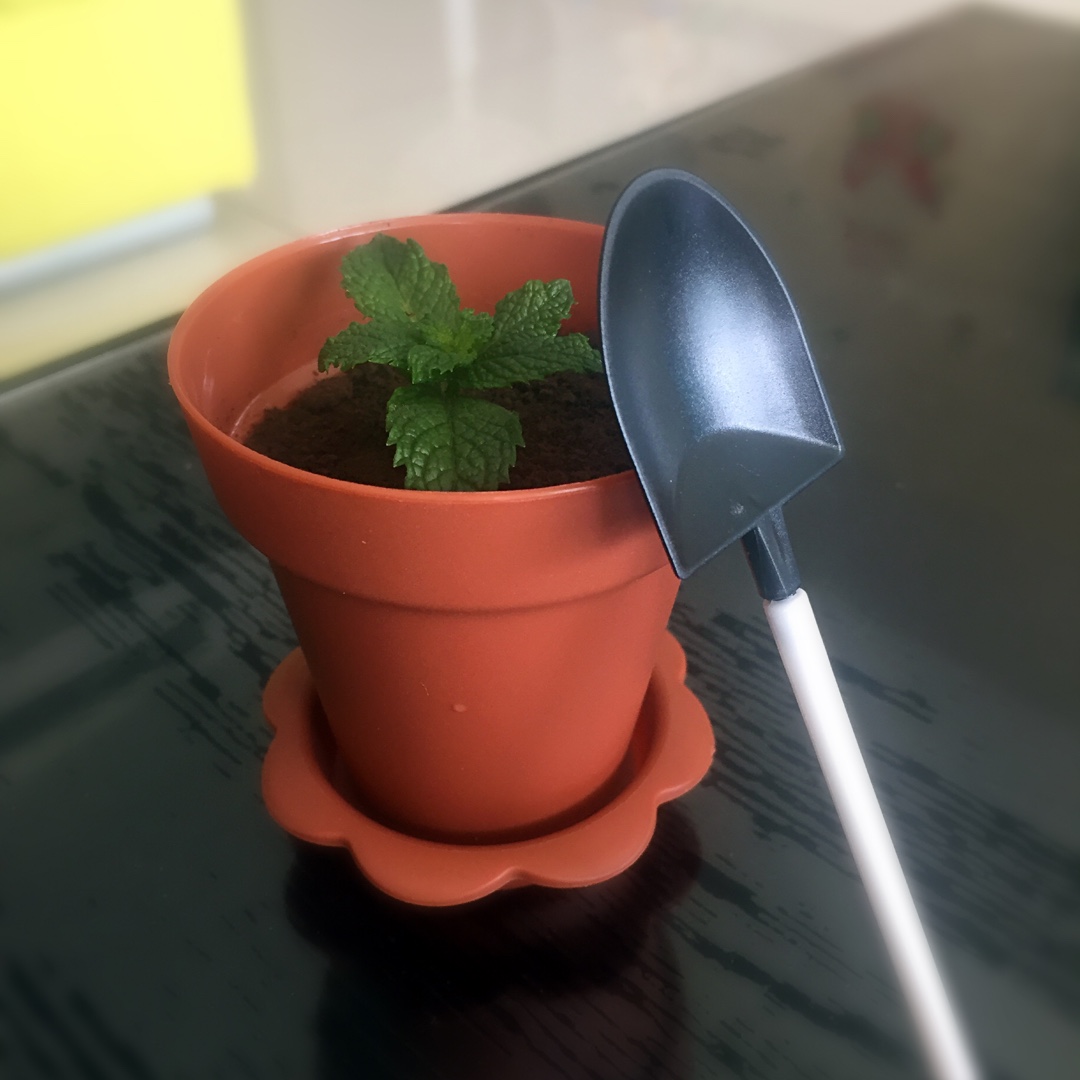 盆栽奶油装饰蛋糕