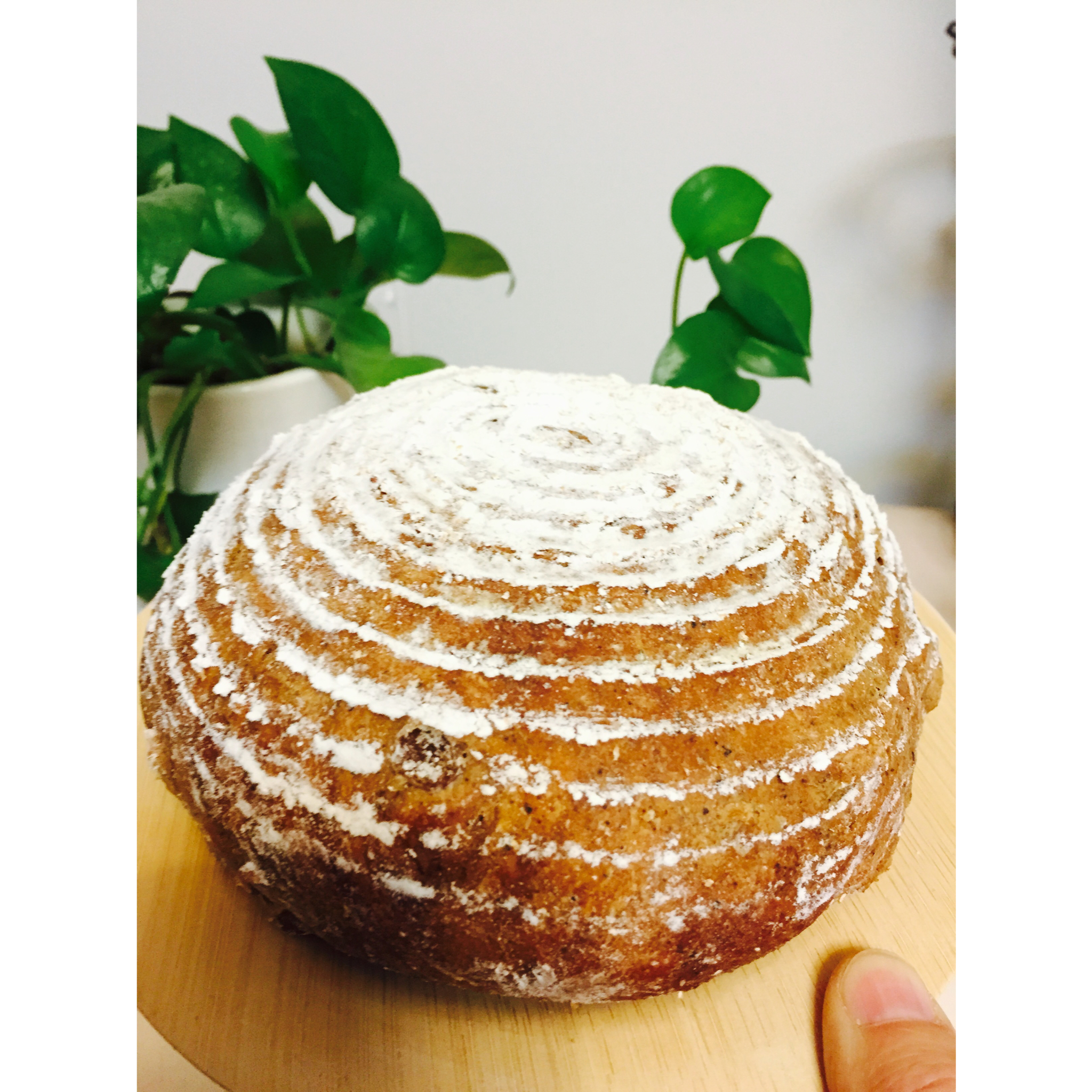 天然酵种肉桂葡萄干核桃欧包（附处理湿面团方法）