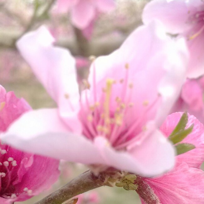 沙漠里的草