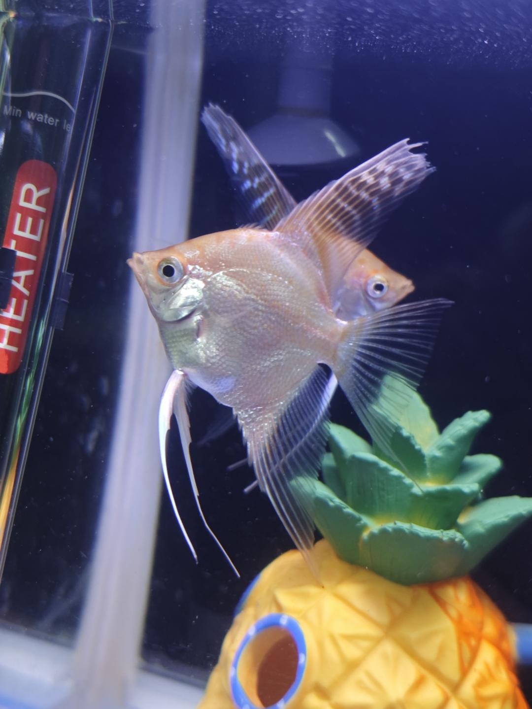 竹笋蒸鸡翅