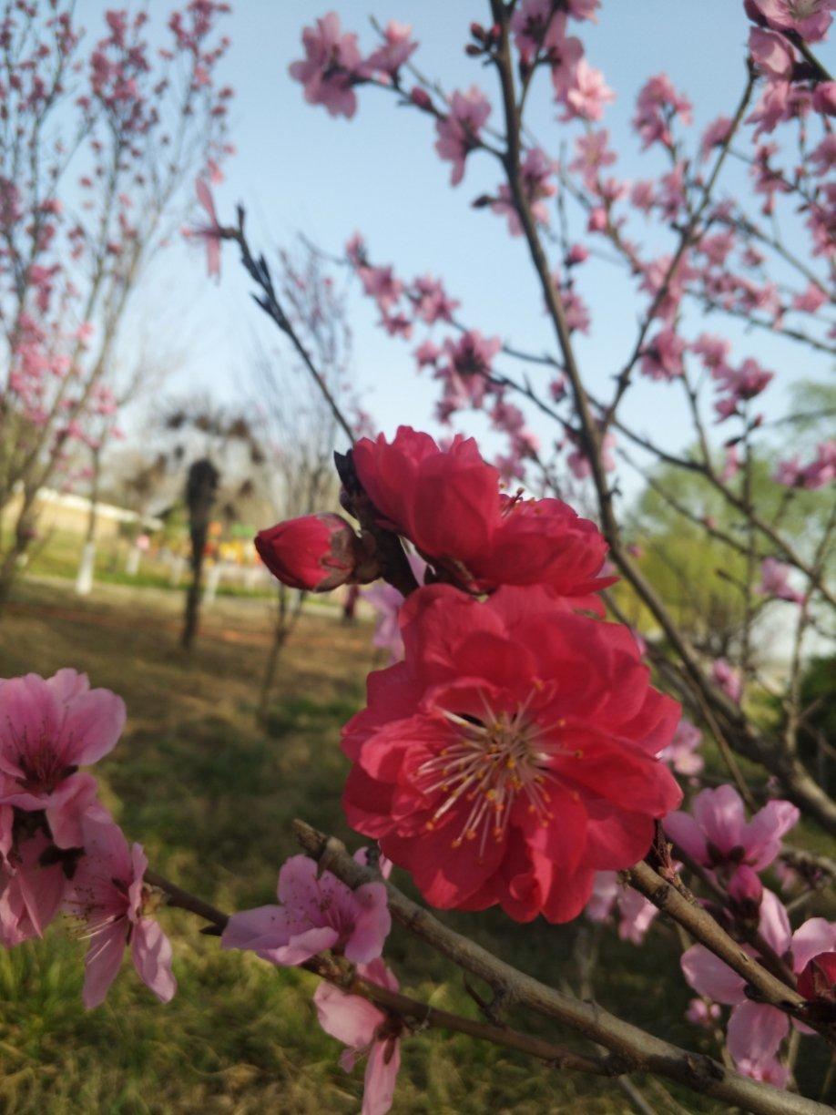开花季