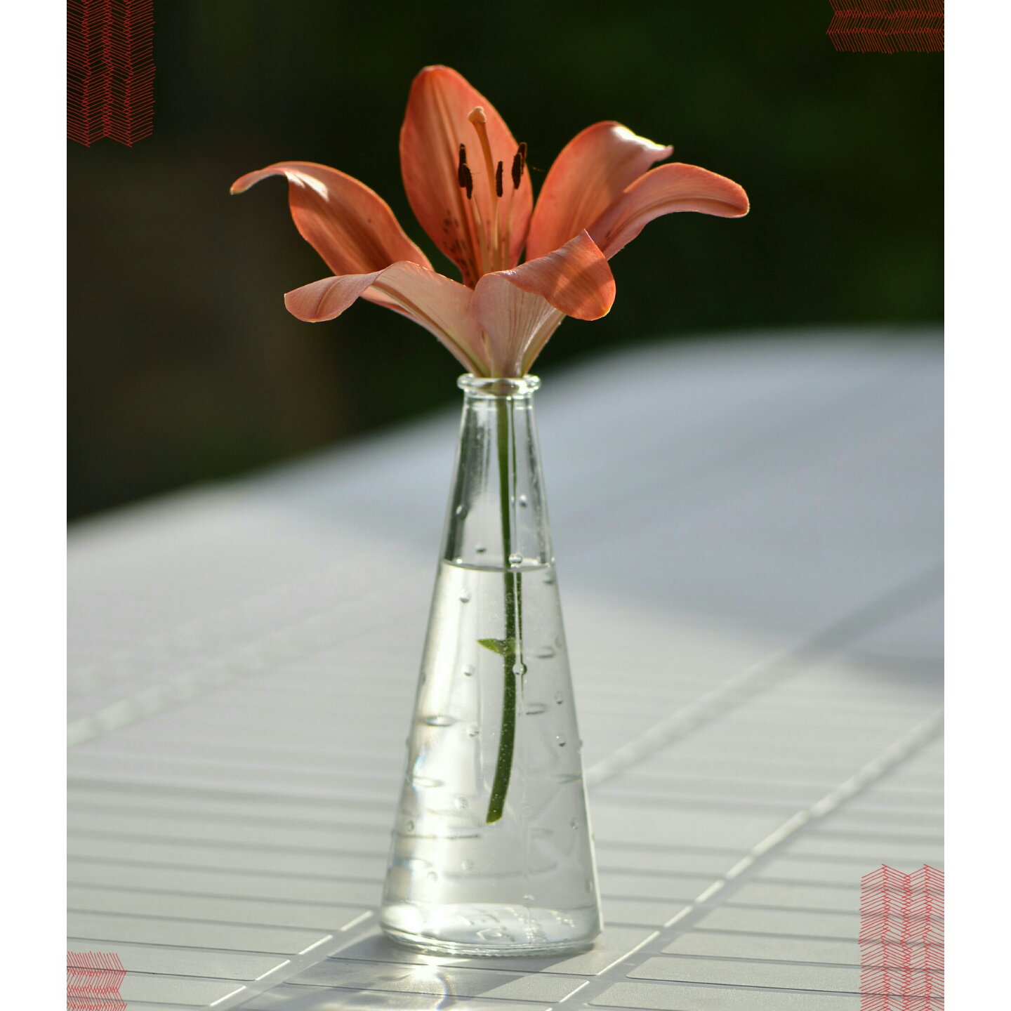 清水出芙蓉