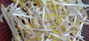 海底燕窩、豆芽的封面