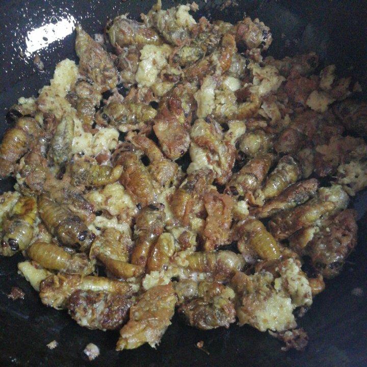 香酥知了猴（金蝉）