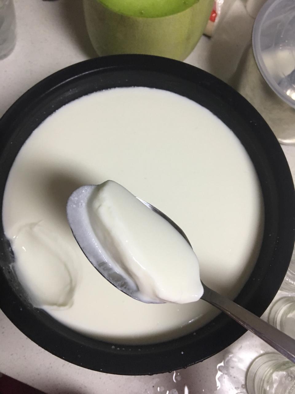 菌丝生活酸奶发酵剂