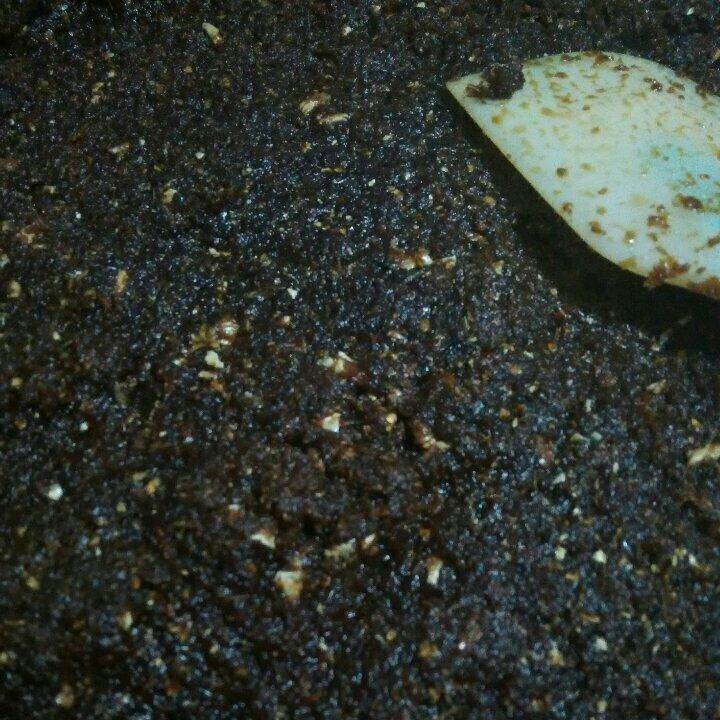 红糖姜枣膏