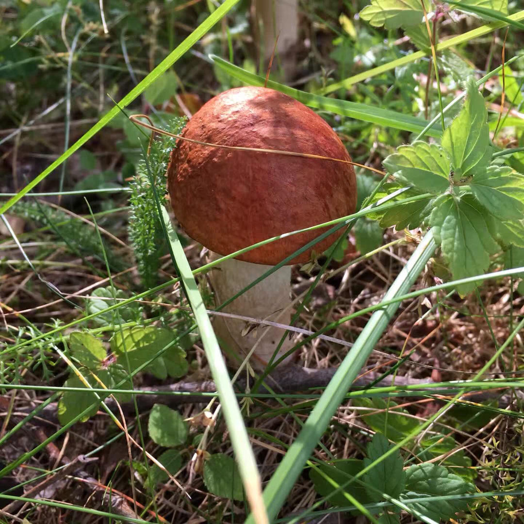 素炒野生牛肝菌