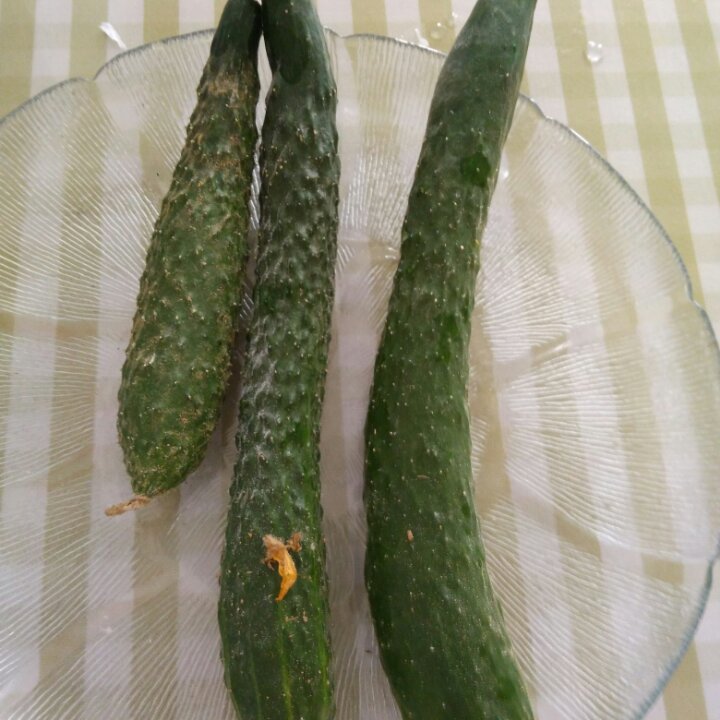我的菜地，我的菜