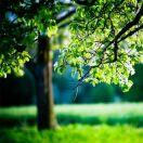 一树一菩提_qfdl