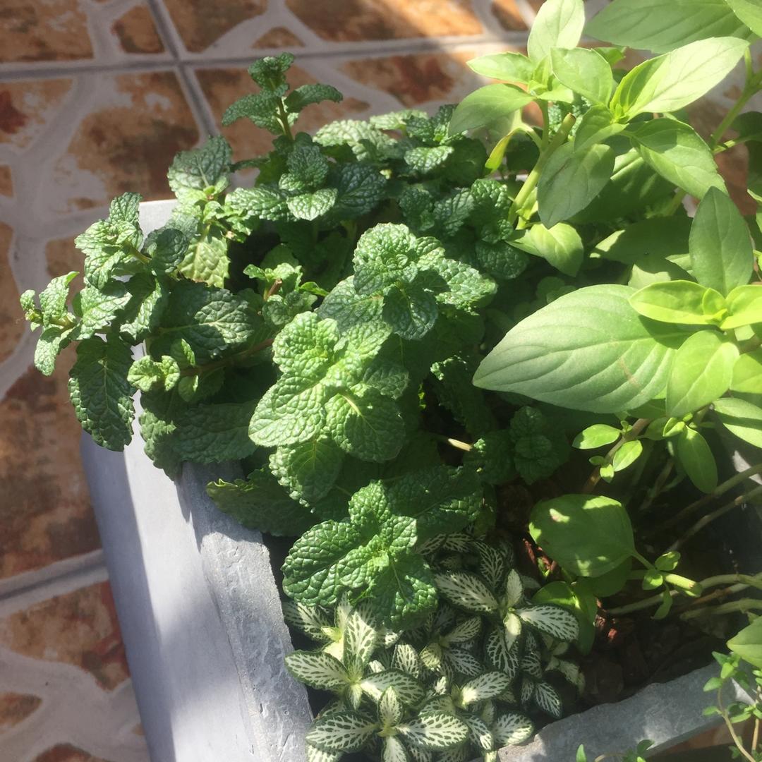 薄荷种植手册，如何把你的薄荷养到爆盆