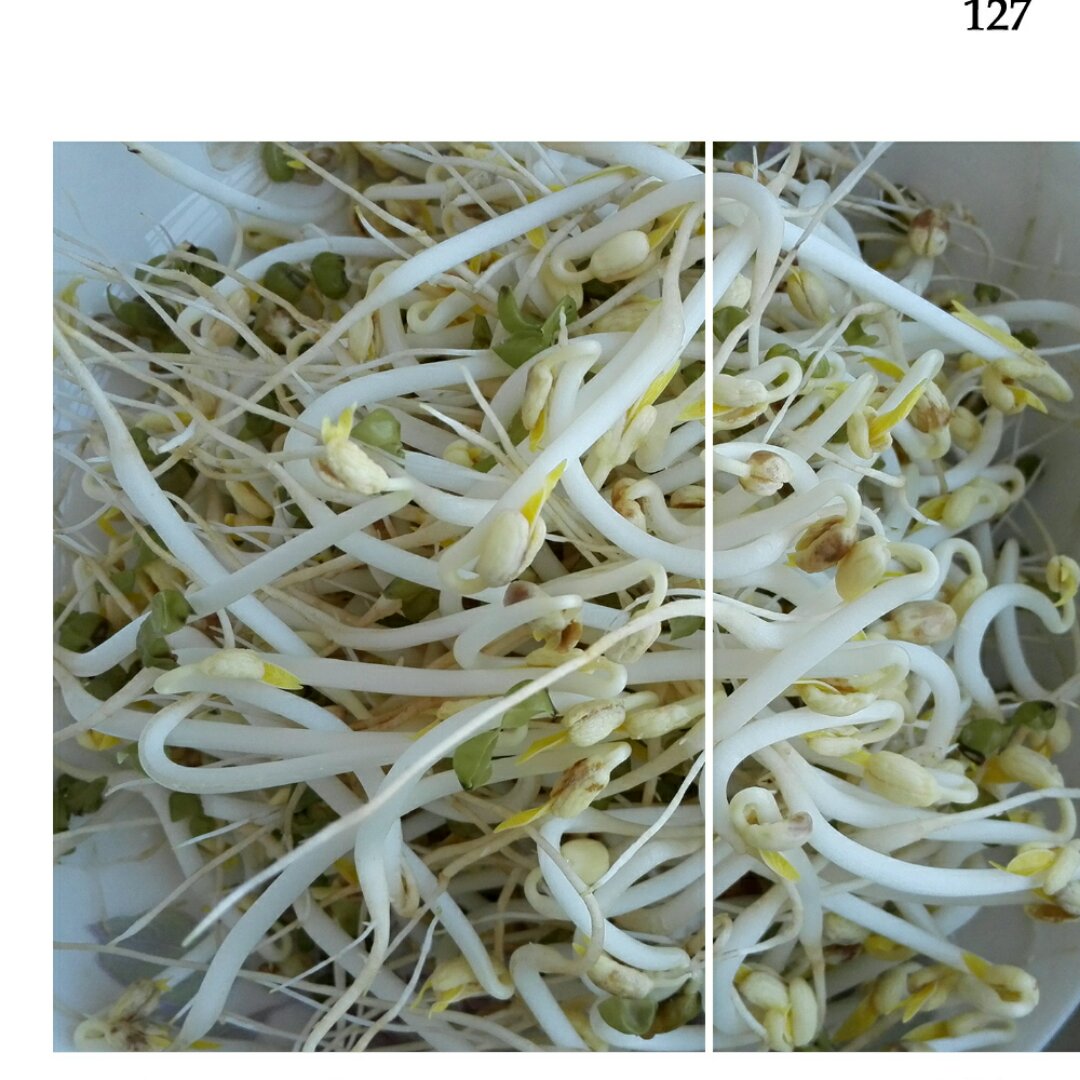 自发豆芽（可乐瓶发豆芽0失败！）