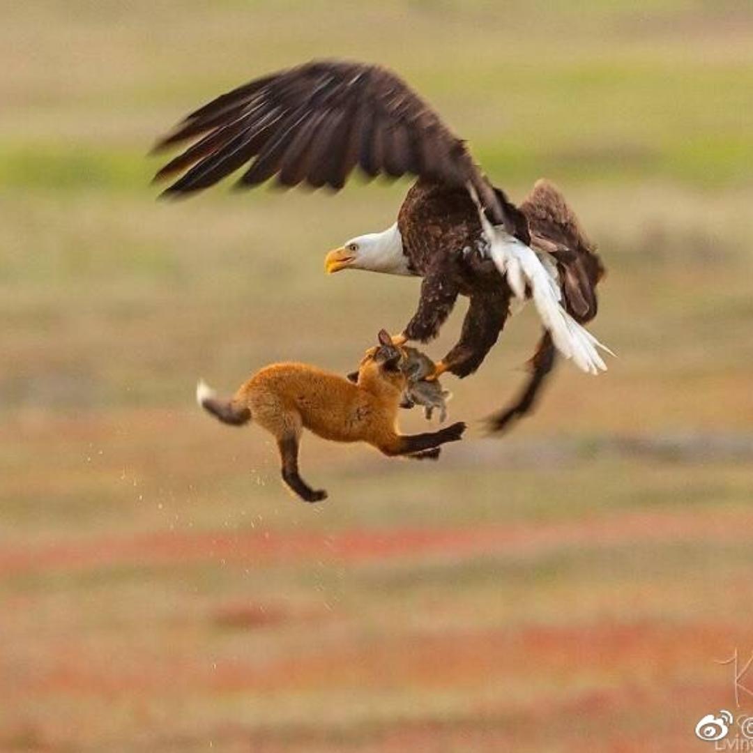 家乡鸡蛋卷
