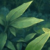 绿叶_re97