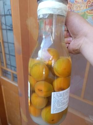 大自然的馈赠：杏子酒的做法 步骤6
