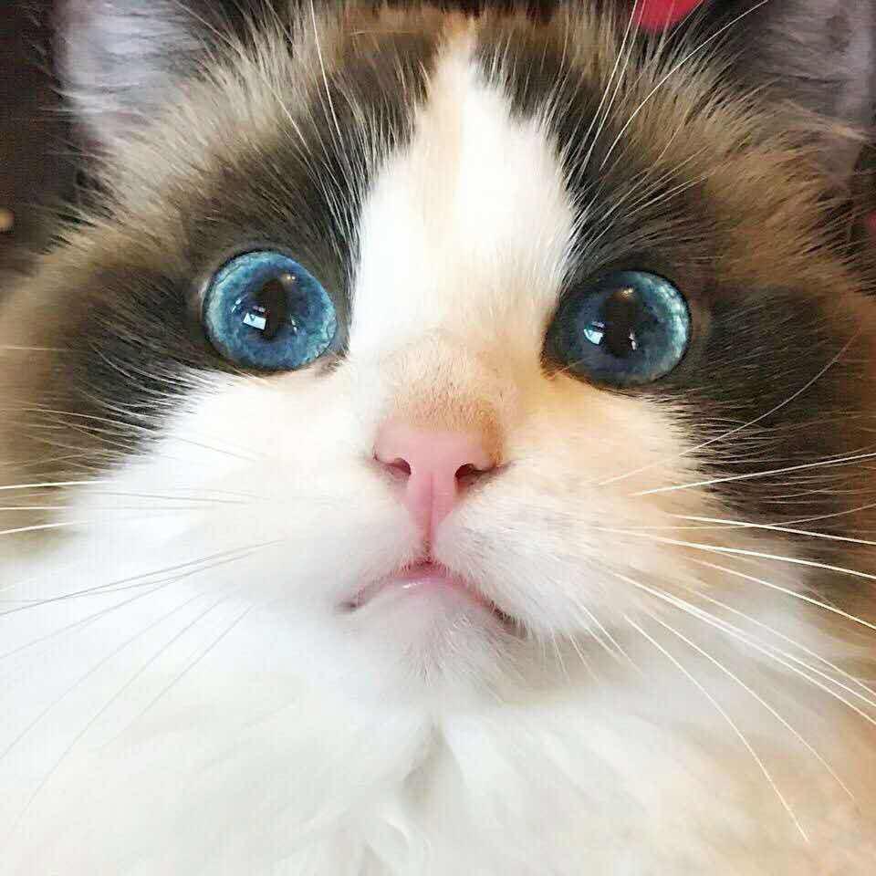 紫菜虫不吃紫菜