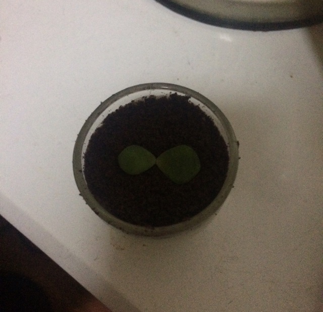 盆栽酸奶