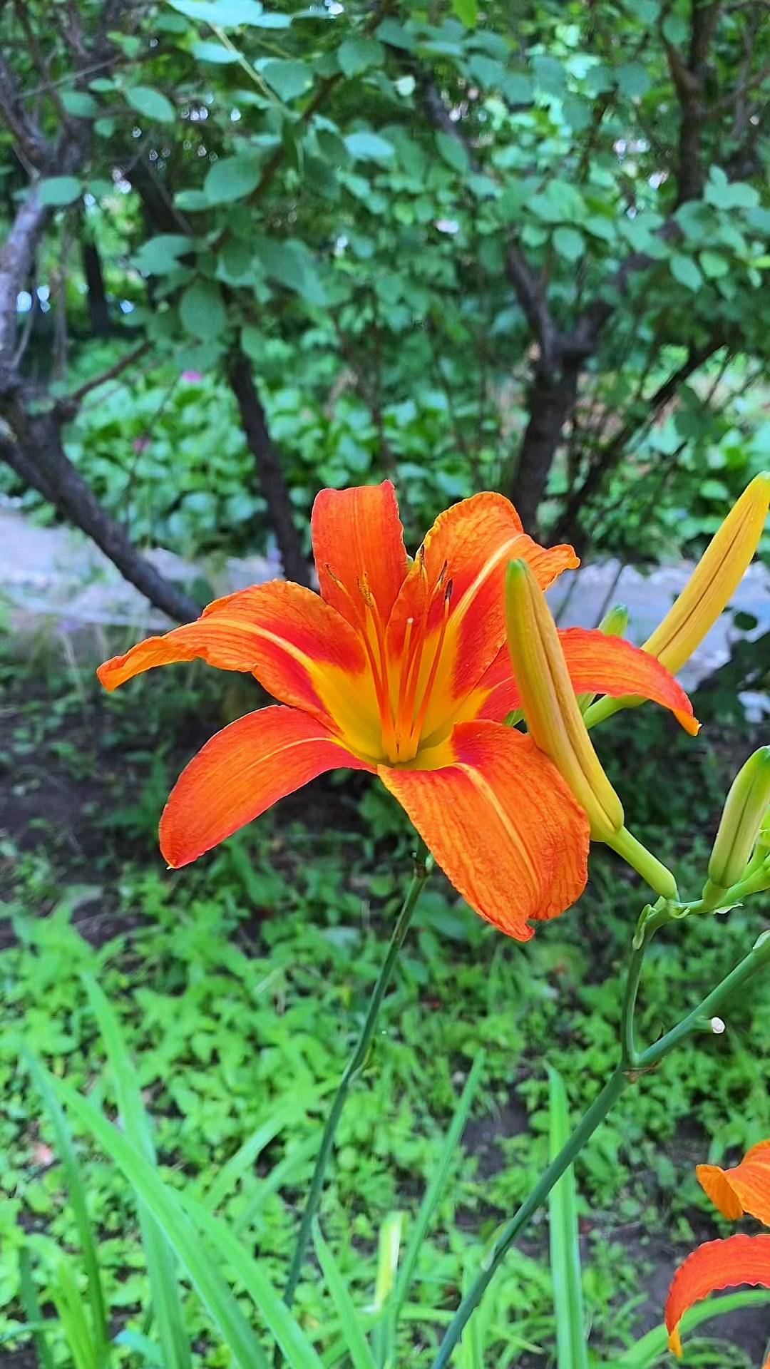 我的小菜园