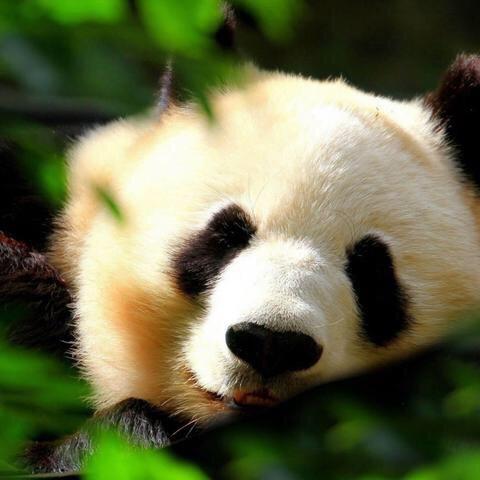 绒布小布