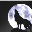 aowolf123