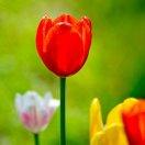 淡淡的两只猫咪