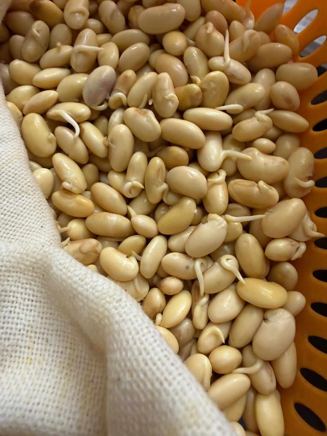 豆芽（自发豆芽）