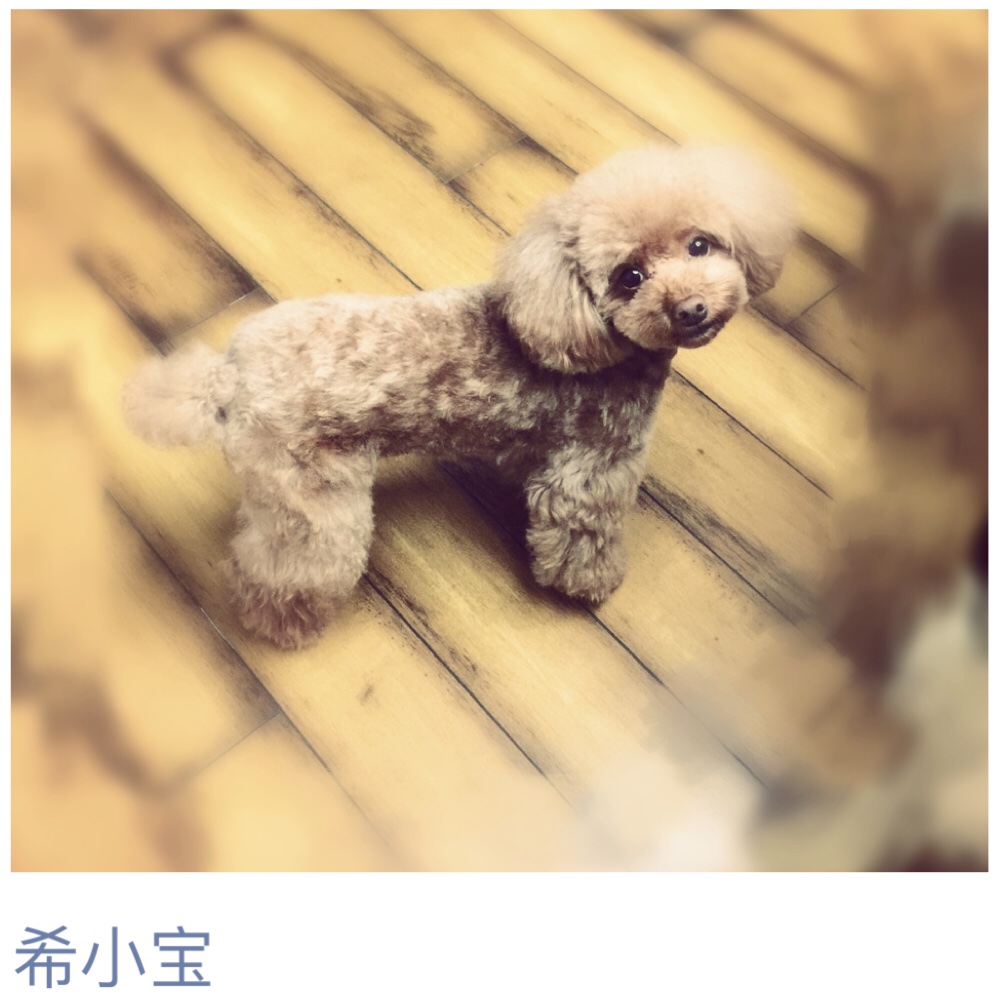 希宝宝滴妈咪