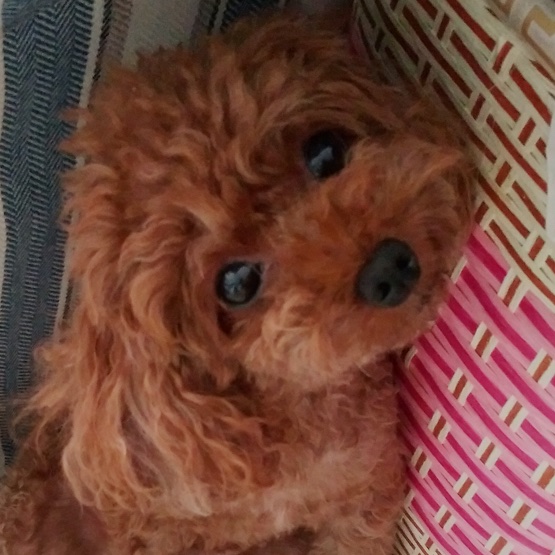 Yo_Miu妈