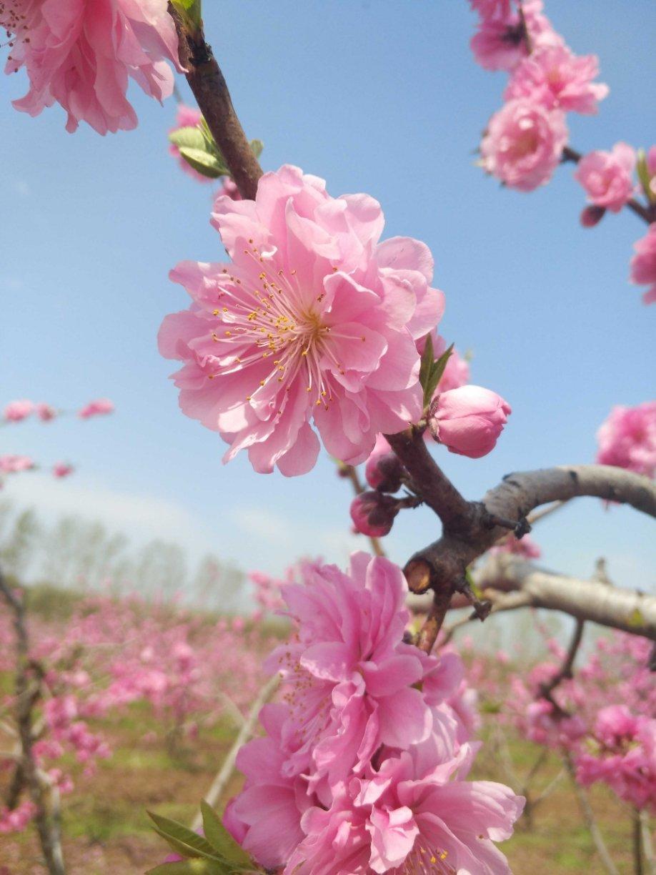 开花季