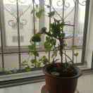 kefang0315